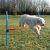 trixie 3207 Dog Activity játék Agility akadály 123x115 cm